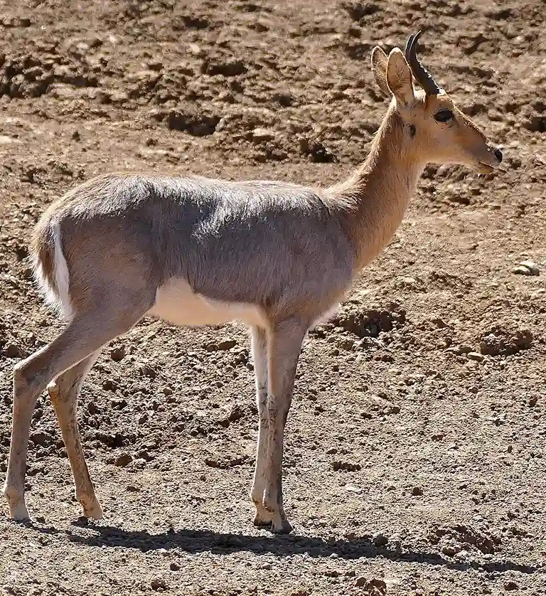 Redunca de montaña - Antílope de tamaño mediano adaptado al terreno mon...